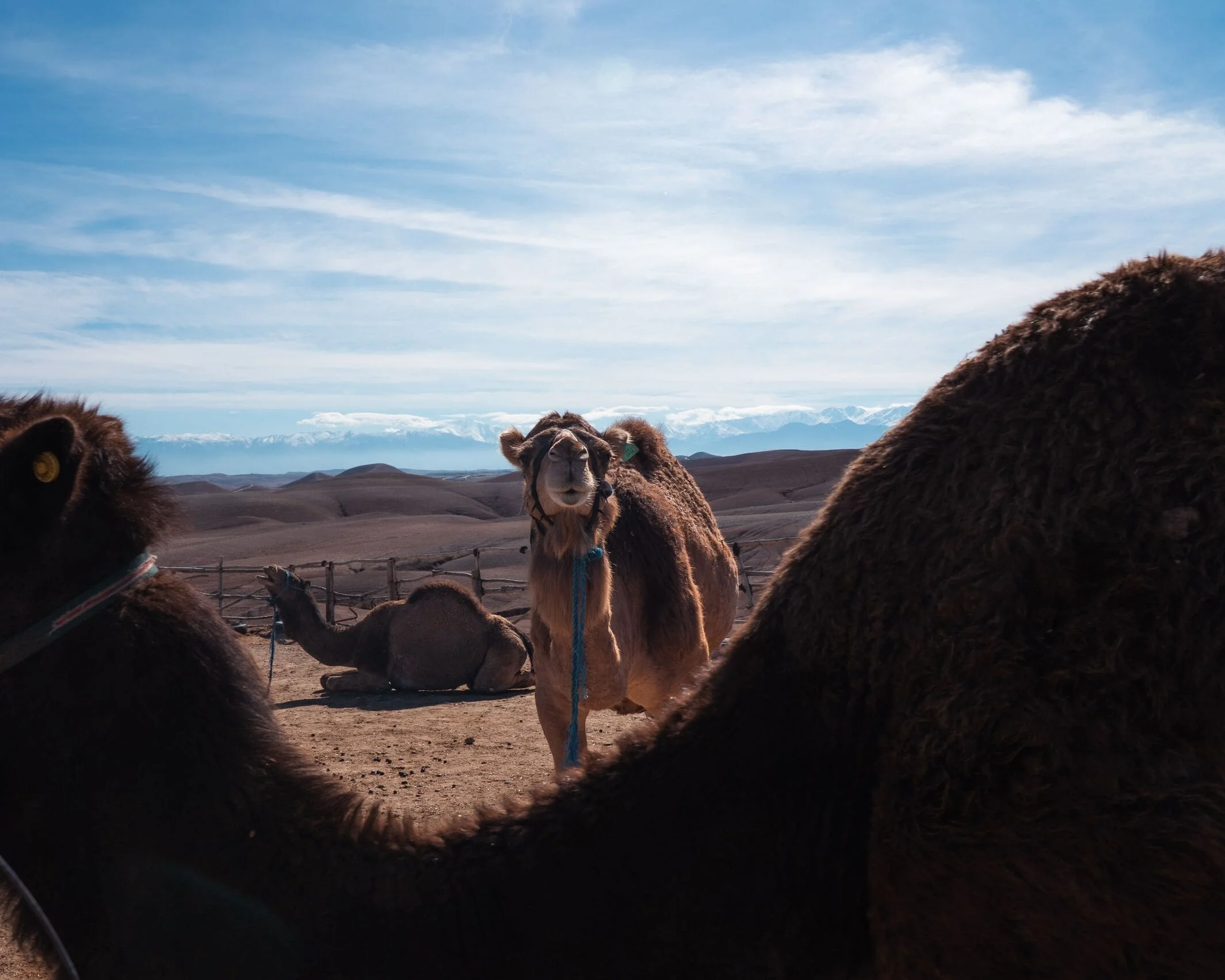 Agafay desert day experience with quad biking and camel riding